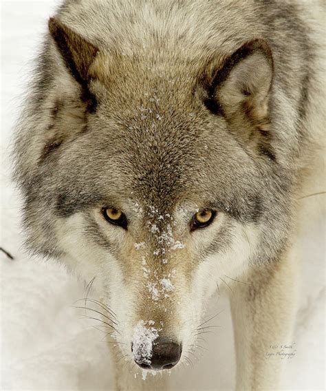 Timber Wolf Portrait Photograph By Steve And Sharon Smith Fine Art