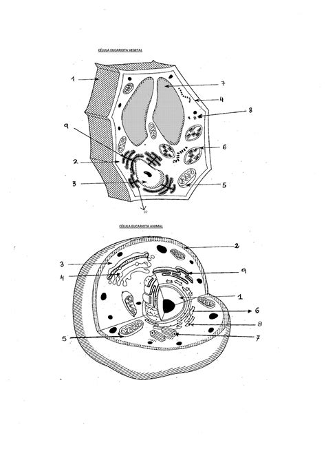 Celula Eucariota Y Sus Partes Abc Fichas Images