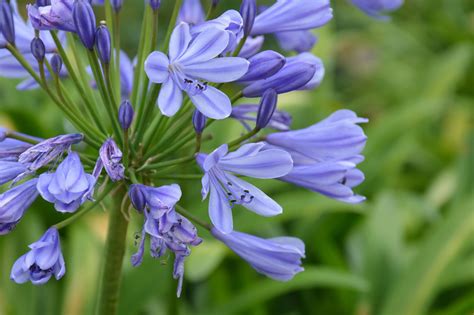 Growing African Lilies Agapanthus Inside