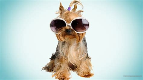 Funny Dog Wallpapers Top Free Funny Dog Backgrounds Wallpaperaccess
