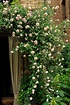 Climbing "New Dawn"-This pale pink rose has been classified an ...