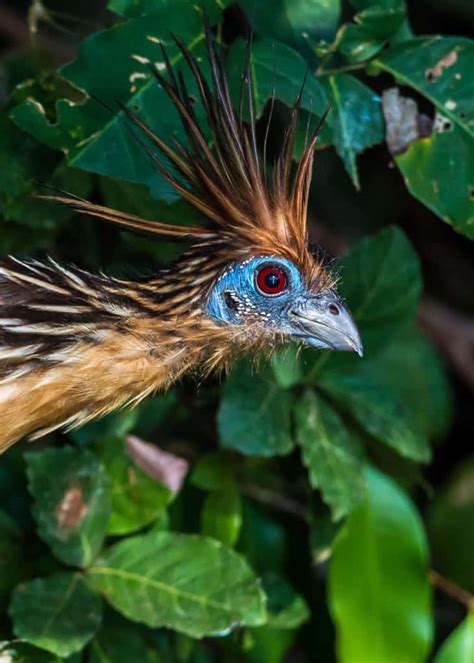 17 Of The Weirdest Birds In The World Photos Facts Videos
