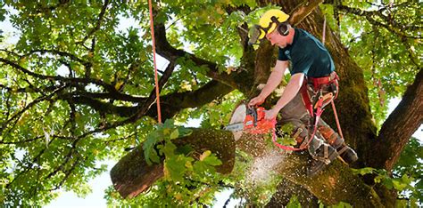 Treat Sick Trees With Tree Services