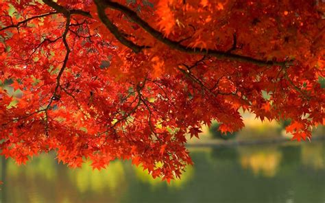 Wallpapers Fall Leaves Wallpaper Cave