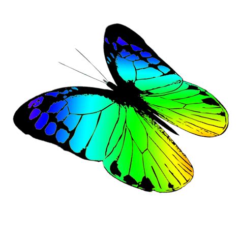 Butterfly Clip Art No Background Png Play