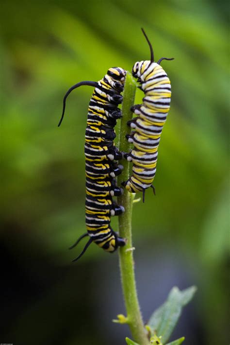 Yellow And Black Striped Monarch Caterpillars We Took A Ga Flickr