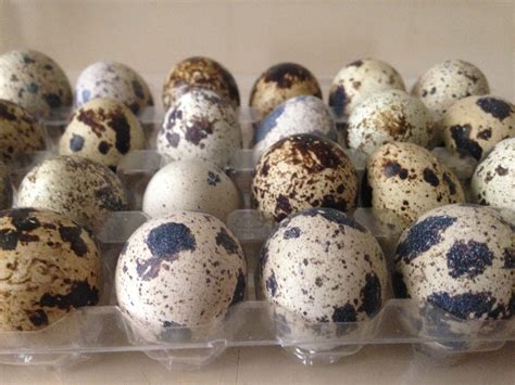 Nombre común de dos grupos de especies de aves pertenecientes a la familia del faisán: Huevos de codorniz: información, propiedades, proteínas, y más