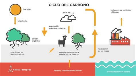 El Ciclo Del Carbono Youtube