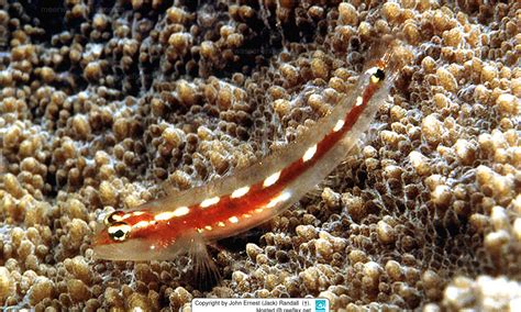 Eviota Sebreei Sebrees Dwarfgoby Striped Dwarfgoby