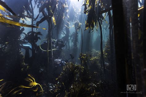 Kelp Forests Of South Africa Scuba Blog
