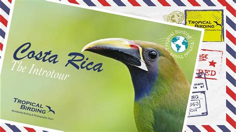 Tropical Birding Virtual Birding Tour Of Costa Rica By Sam Woods Youtube