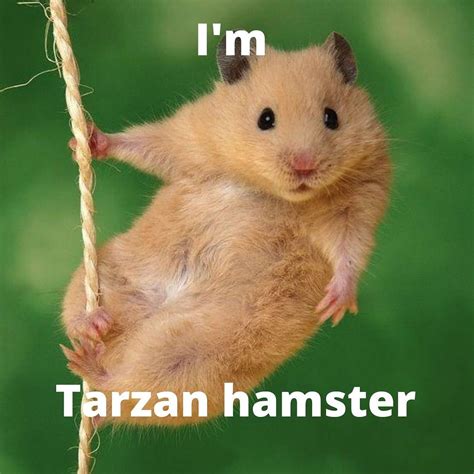 Please Call Me Tarzan In 2020 Cute Hamsters Funny Hamsters Cute Animals
