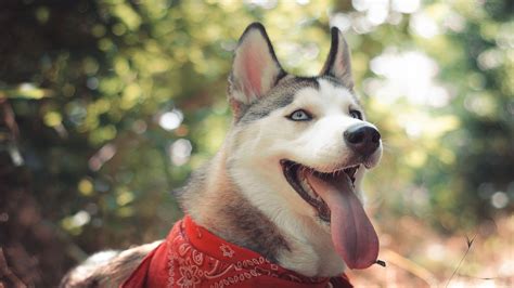 Wallpaper Husky Dog Cute Animals Funny Animals 4455