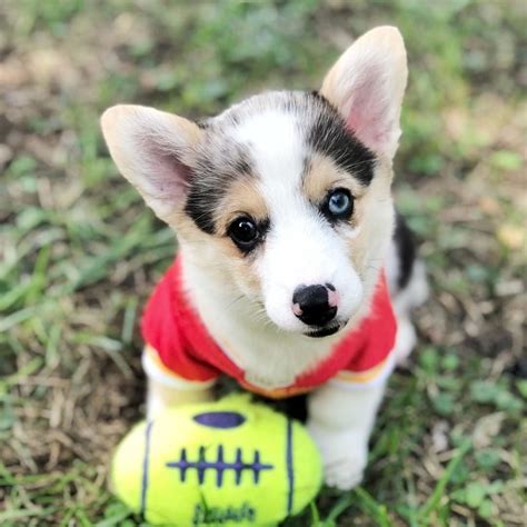 Everybody knows all dogs go to heaven, but where do dogs come from? Mini Female Akc Corgi Puppies in 2020 (With images ...