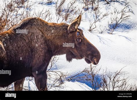 Close Up Of Bull Moose Alces Alces Without Antlers In Snow Chugach