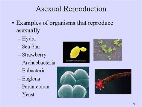 Organisms That Reproduce Asexually Delantalesybanderines