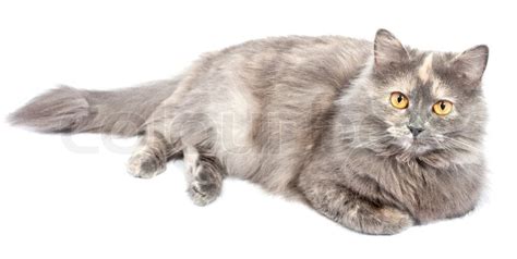 Norwegian Forest Cat Lies On White Background Stock Photo Colourbox