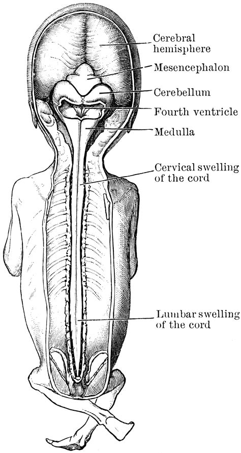 Conditions that affect the spinal cord include spinal shock (related to trauma), central cord syndrome, and multiple sclerosis. Brain and Spinal Cord of Fetus | ClipArt ETC