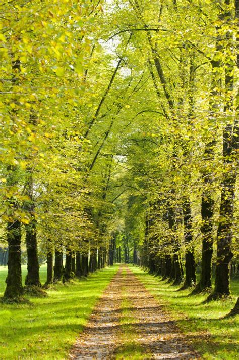 Green Trees Forest Path Wall Mural Wallpaper