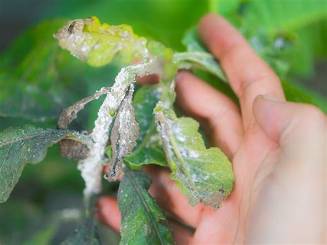 How To Control Mealybugs On Indoor Plants 7 Steps With Pictures
