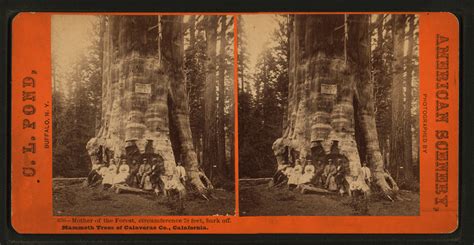 10 Oldest Trees In California