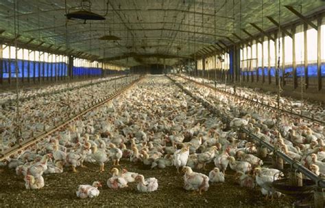 How To Set Up A Poultry Farm Blog