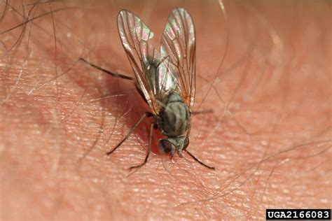 Rocky Mountain Bite Fly Symphoromyia Fulvipes