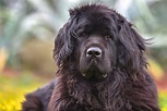 Newfoundland Dog Breed Information & Characteristics | Daily Paws