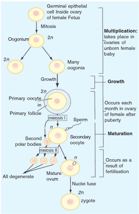 Define Oogenesis Briefly Describe The Stages Of Oogenesis In Human Females Biology Human