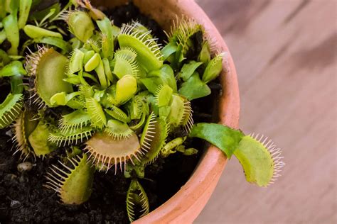 How To Grow And Care For Venus Flytrap Plants Indoors