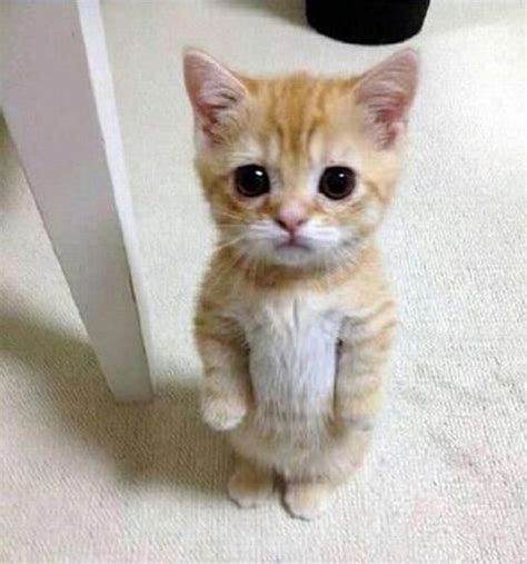 Super Cute Kitten Looks Like Puss In Boots Jr