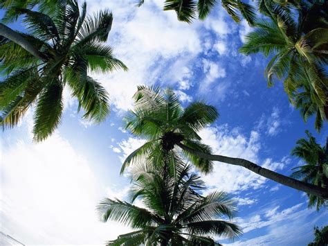 Sky And Palm Trees Wallpapers And Images Wallpapers
