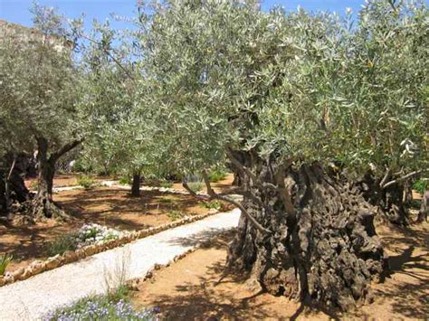 Quotidian Grace Holy Land Tour Garden Of Gethsemane