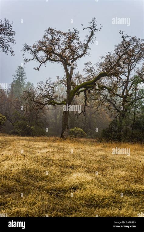 Creepy Oak Tree In A Field With Fall Colors Stock Photo Alamy