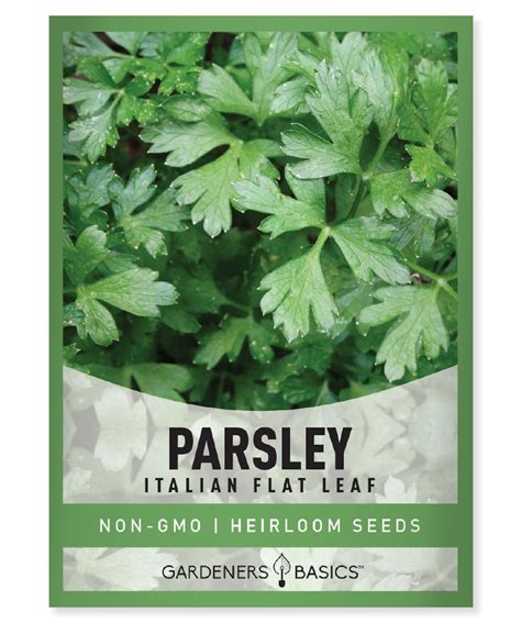 Parsley Seeds For Planting Italian Flat Leaf Variety Heirloom Non Gmo