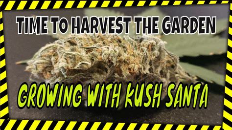 Growing With Kush Santa Harvest Day Orange Bud And Gorilla Glue Under The