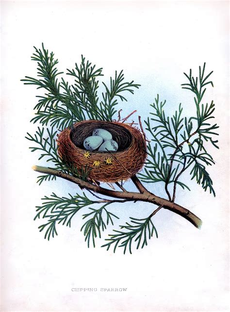 Vintage Instant Art Printable Birds Nest In Evergreen