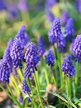 Photos of Purple Bulb Flowers