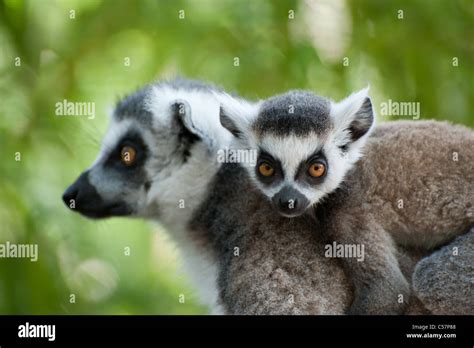Close Up Of A Ring Tailed Lemur With Her Cute Baby Lemur Catta Stock
