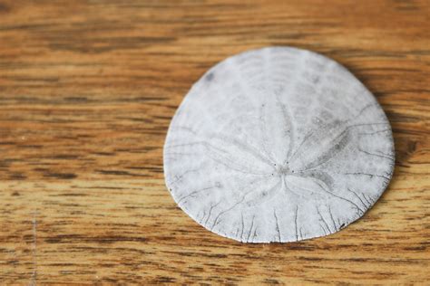 How To Find And Preserve Sand Dollars Ehow Sand Dollar Craft Sand