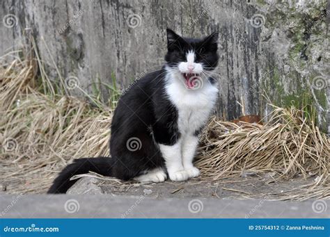 Cat Crying Stock Photo Image Of Lonely Crying Beggar 25754312