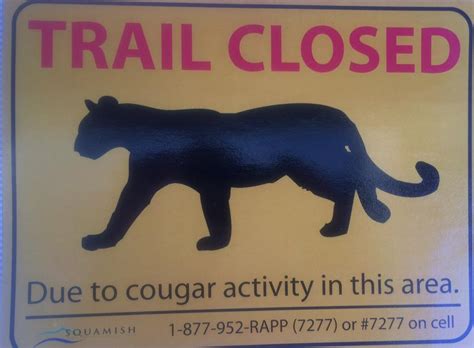 A Cougar Was Spotted On Wildsafebc Squamish Lillooet Rd