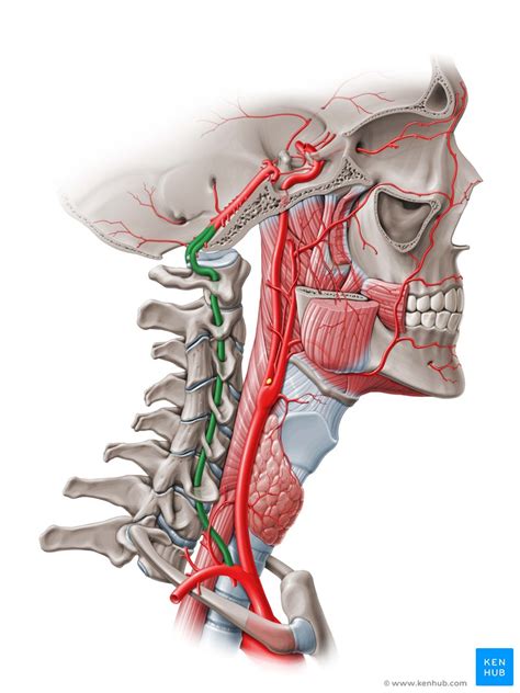 Persistent hypoglossal artery is one such branch (see neurovascular evolution). Vertebral artery - Course, Segments, Branches | Kenhub