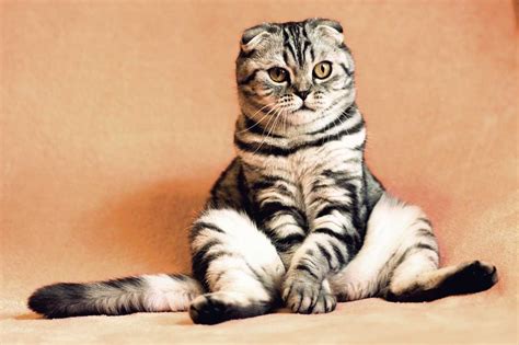 Baka yang berasal dari iran (parsi) seawal tahun 1620 ini juga digelar parsi bulu panjang. Koleksi Gambar Kucing Comel Manja Gebu Lucu & Cute (Kartun ...