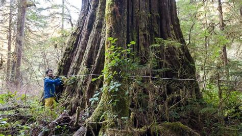 Tolkien Giant Tree At Root Of Bc Climate Change Appeal Cbc News