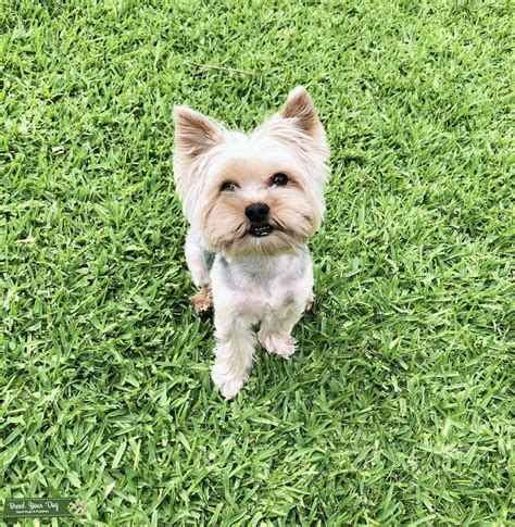 Silver Yorkie Stud Stud Dog In California The United States Breed