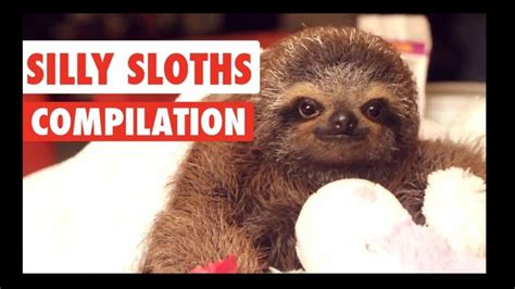 Try Not To Touch The Sloth Fun Online Video Challenge Sloth Of The Day