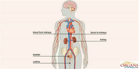 What Are Kidneys Location Of Kidneys And Constituents Of Urine