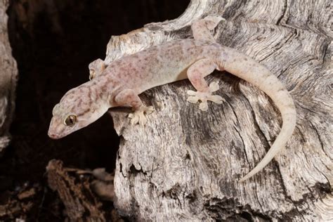 Researchers Discover Six New Gecko Species Griffith News