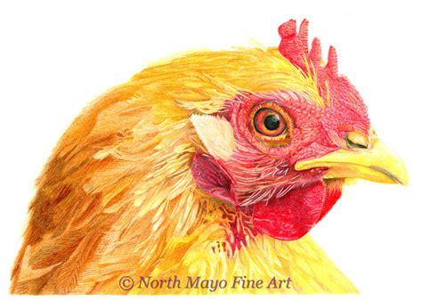 Hen Drawing Color Follow My Drawing Of Hen Step By Step And I Am Sure